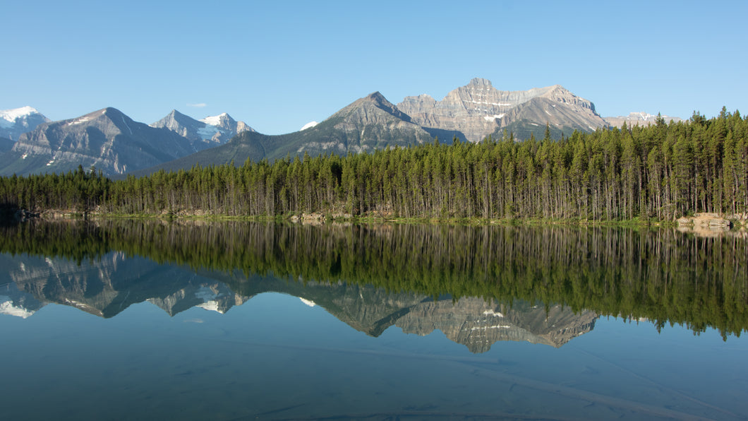Herbert Lake